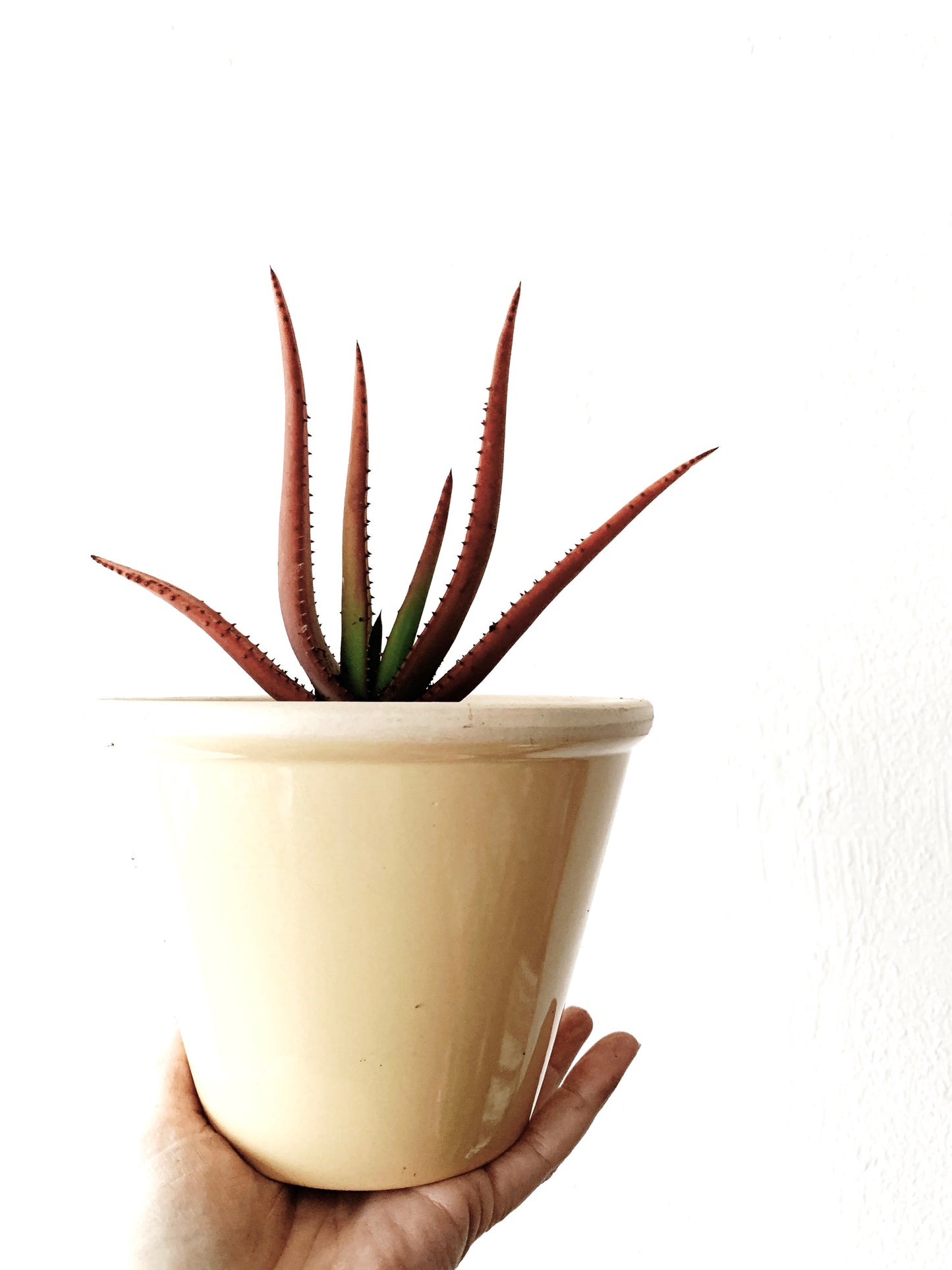 Potted Plant