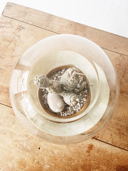 Mid Century Max Klein Terrarium