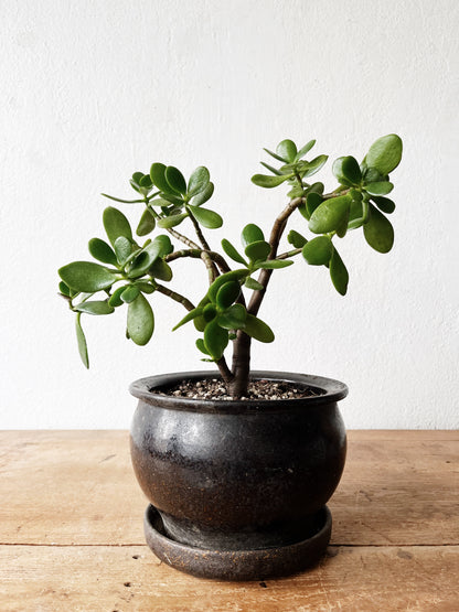 Potted Jade Plant