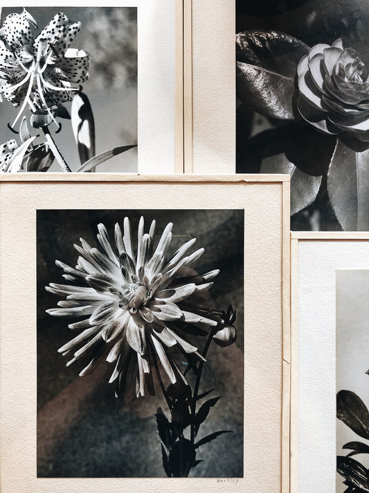 Vintage Original Botanical Photograph