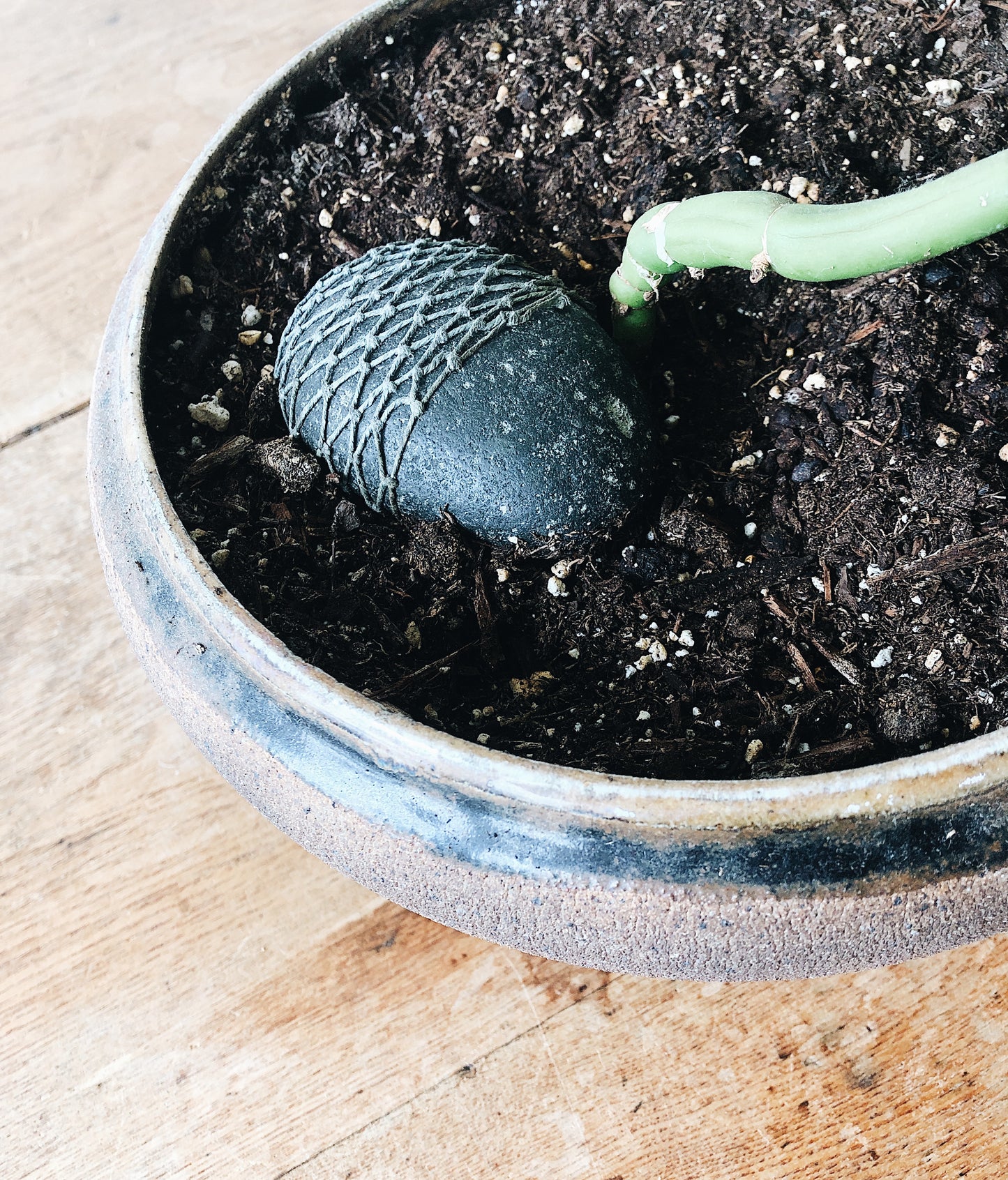 Rhaphidophora Tetrasperma in Vintage Pot