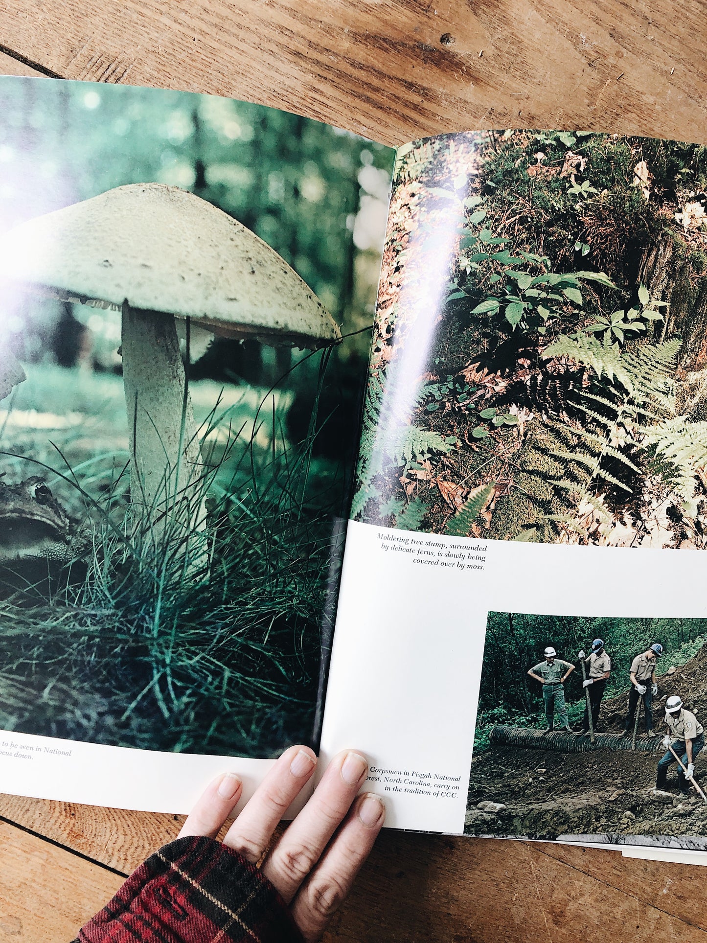 Vintage National Forests of America Book