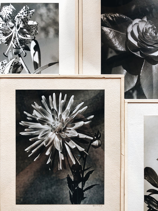 Vintage Original Botanical Photograph