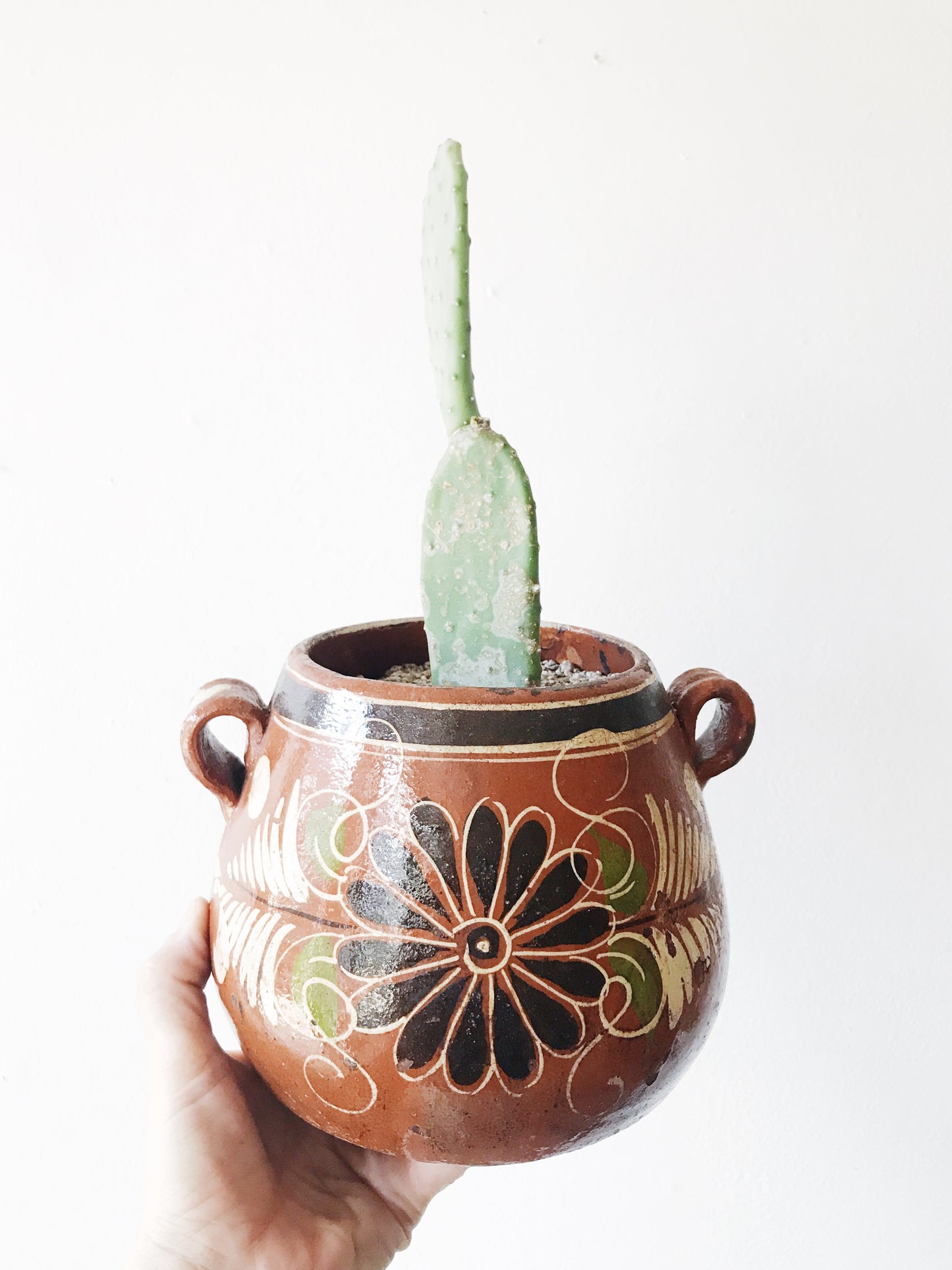 Paddle Cactus in Vintage Mexican Pot