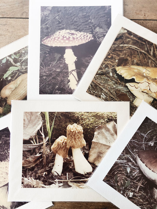 Vintage Mushroom Film Photo