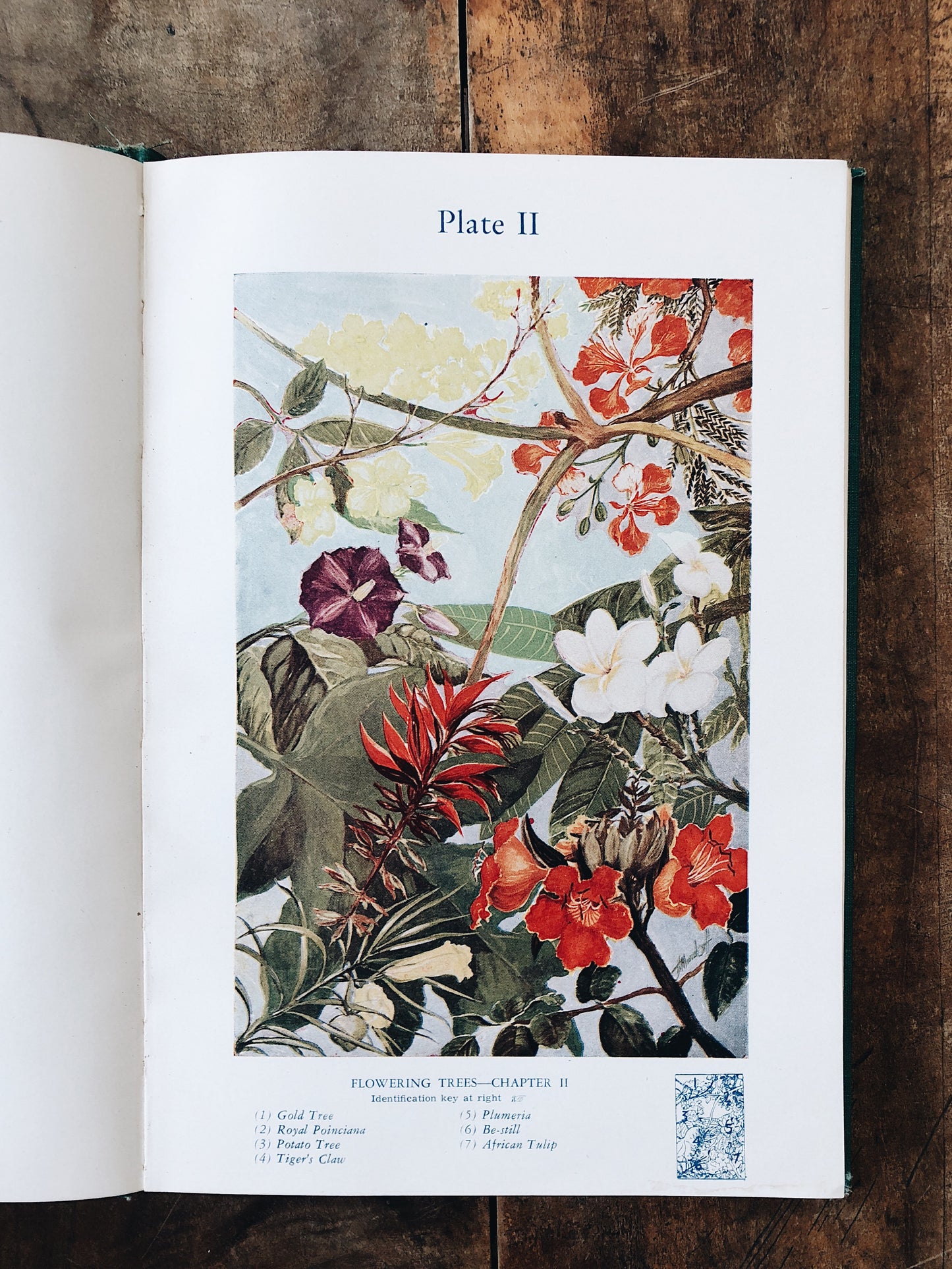 Vintage Botanical Book