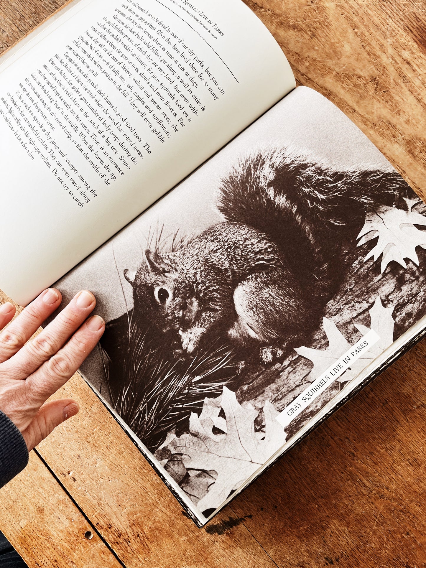 Vintage Natural History Book