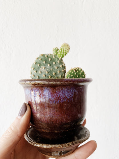 Potted Cactus or Succulent