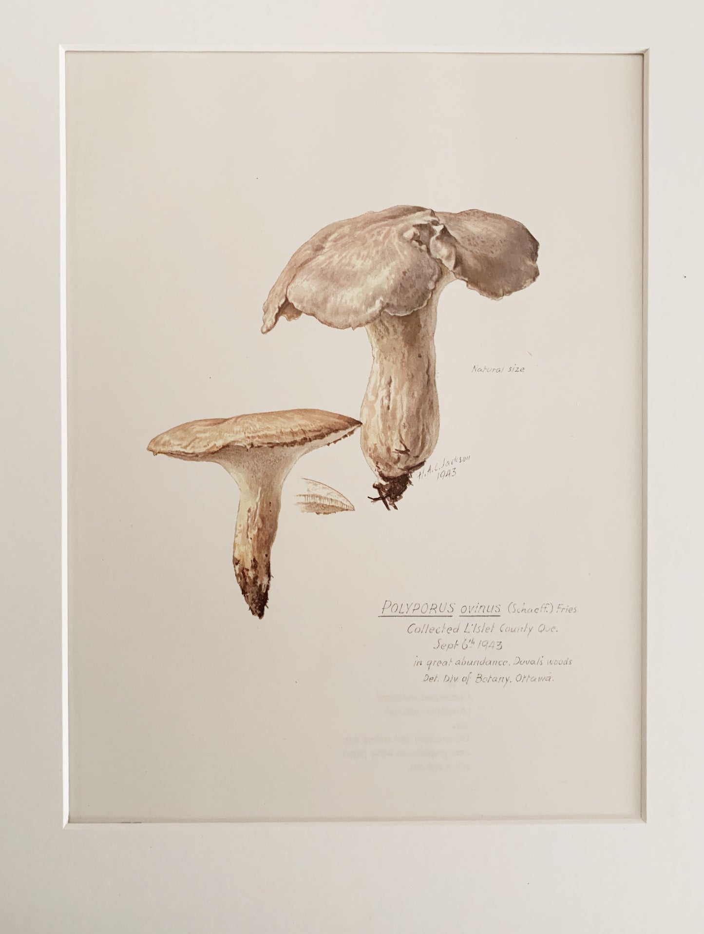 Vintage 1970’s Matted Mushroom Prints 11x14”