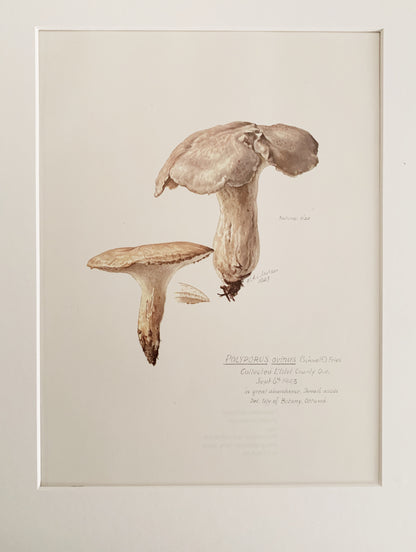 Vintage 1970’s Matted Mushroom Prints 11x14”