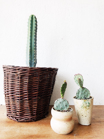 Opuntia Cactus in Vintage Pottery