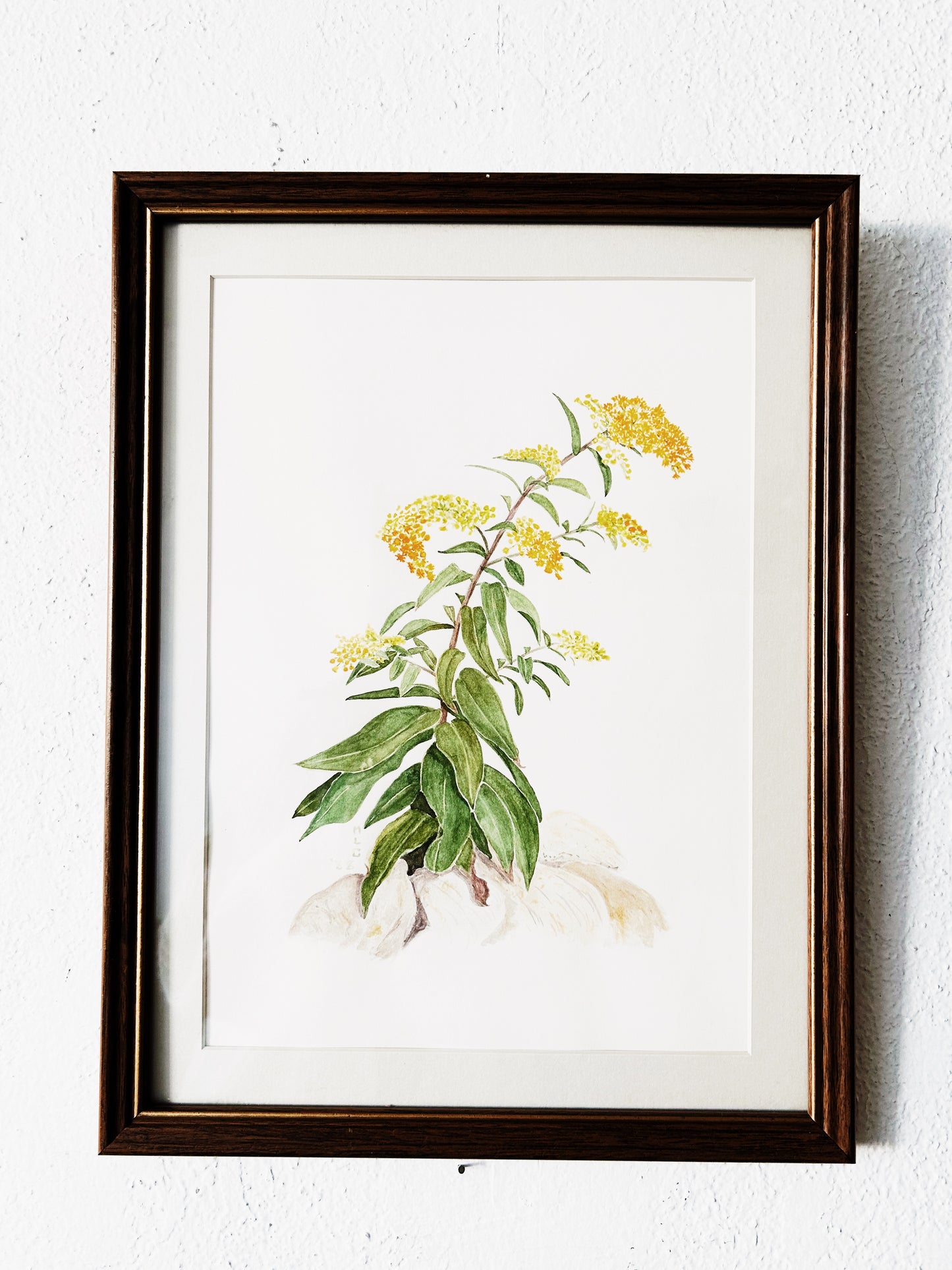 1980’s Original Watercolor Painting Goldenrod