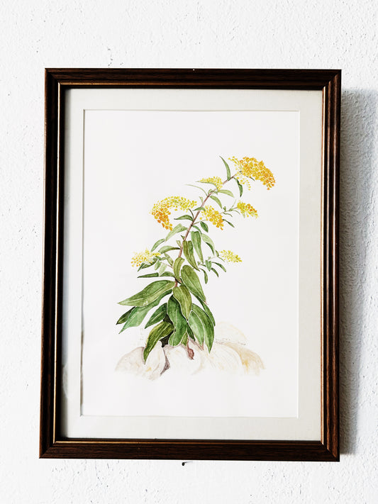 1980’s Original Watercolor Painting Goldenrod