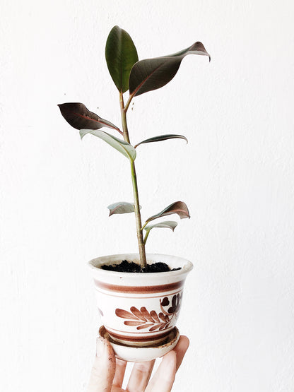 Ficus Elastica in Vintage Pottery