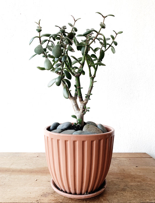 Jade in Vintage Norcal Pot