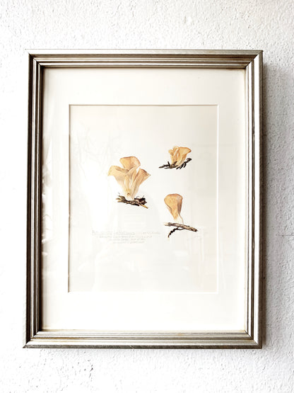 Vintage Matted Framed Mushroom Prints