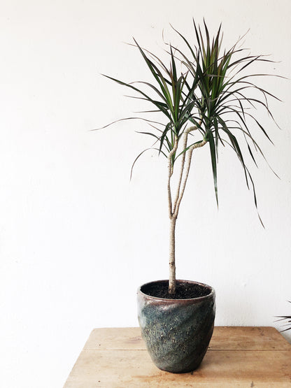 Potted Dracaena Palm