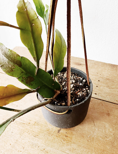 Night Blooming Cereus in Modern Ceramic