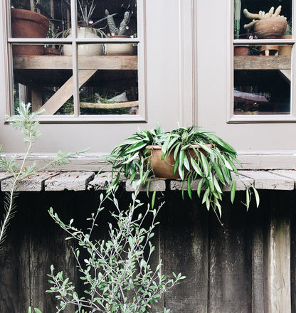 Large Hoya Kentiana in Terracotta Hanging Planter
