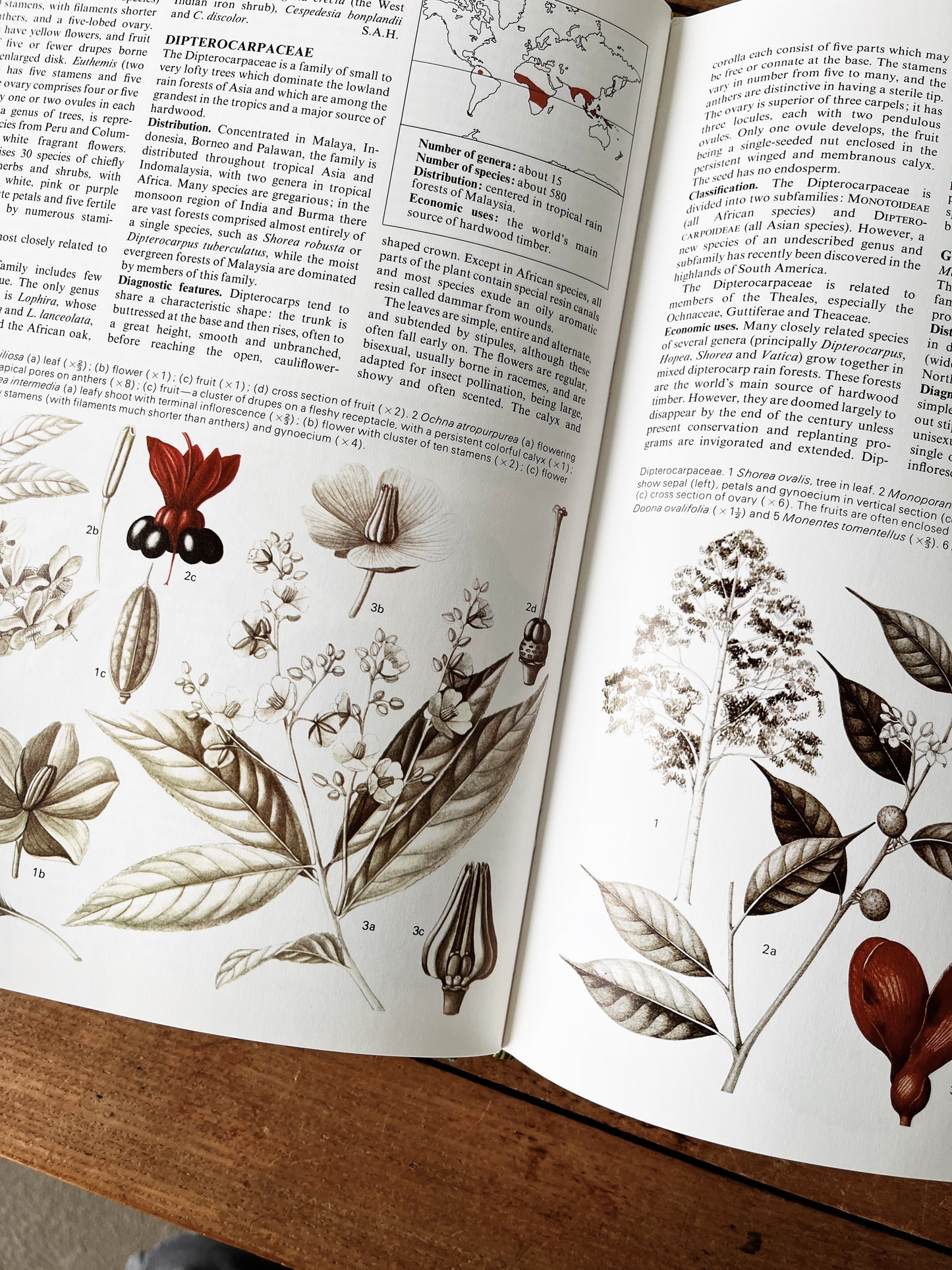 Flowering Plants of the World 1977