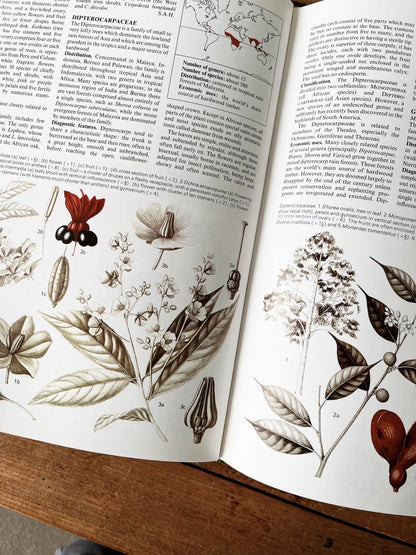 Flowering Plants of the World 1977