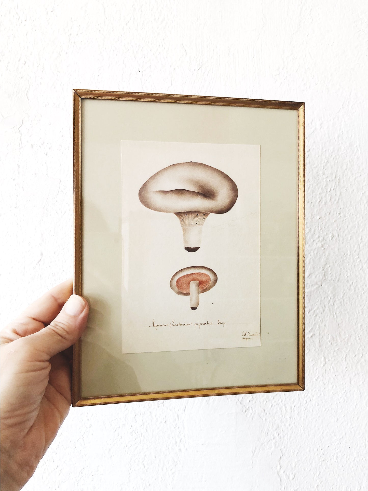 Antique Framed Mushroom Plate