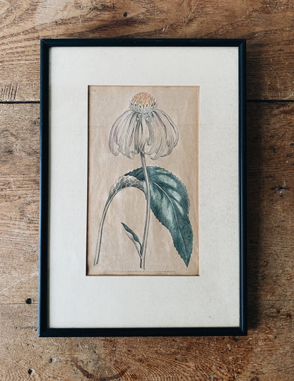 Antique Framed Botanical Print