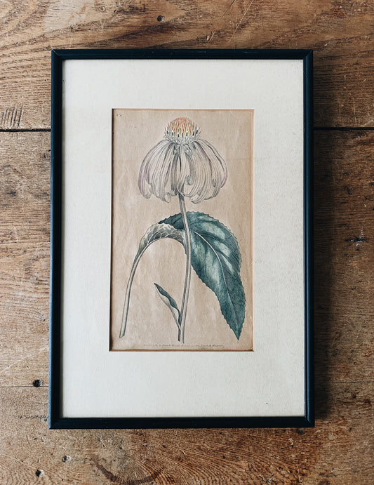 Antique Framed Botanical Print
