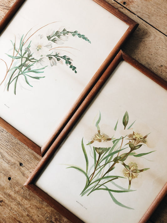 Antique Hand Colored Botanical Plates
