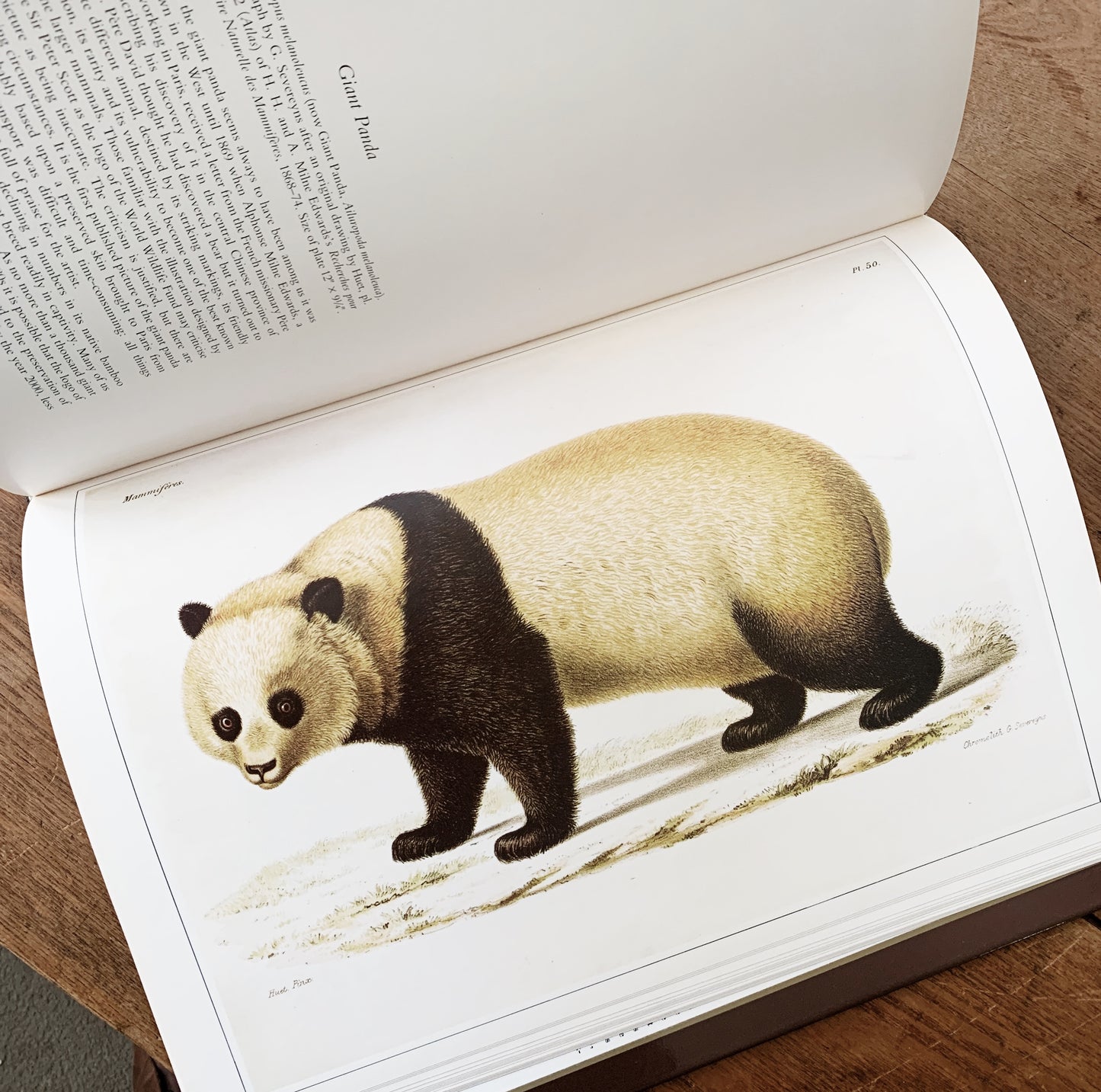 Vintage Classic Natural History Prints Art Book