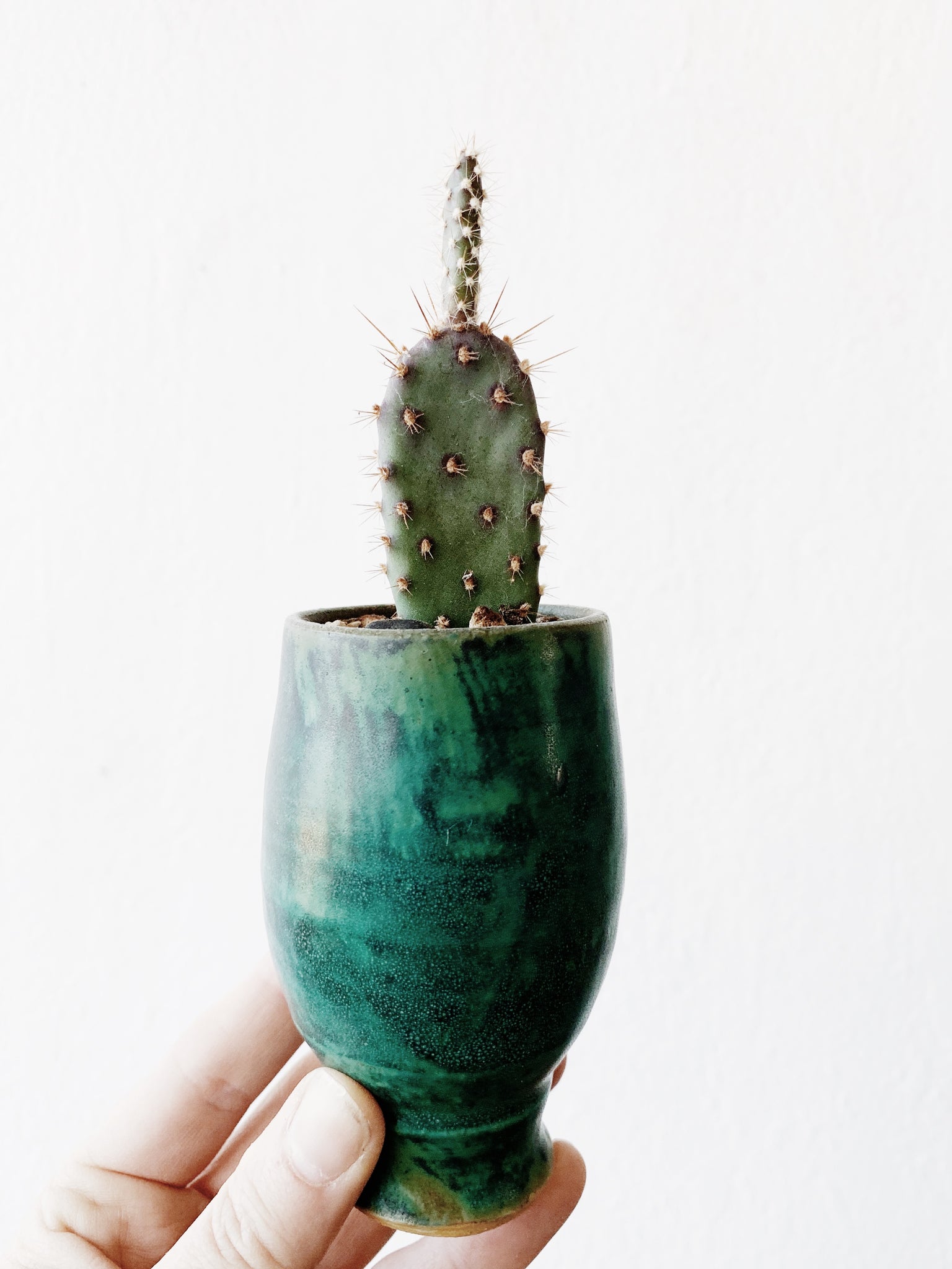 Cactus in Vintage Pottery