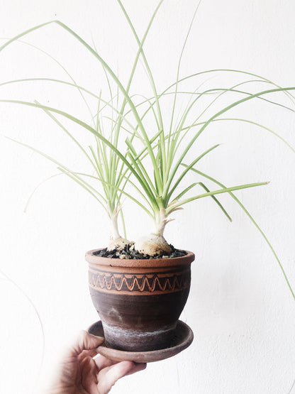 Beaucarnea Recurvata / Ponytail Palm in Vintage Clay