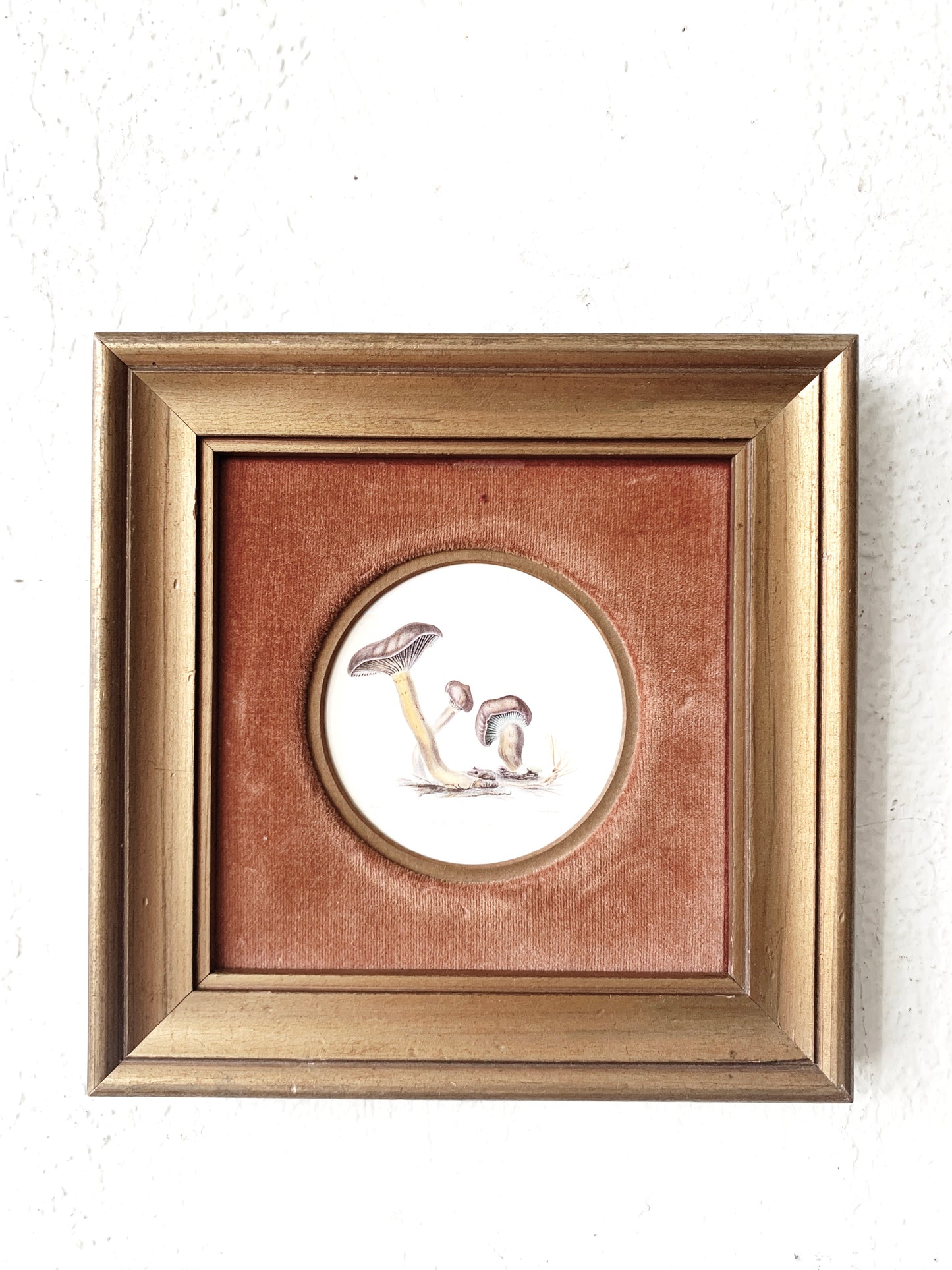 Vintage Framed Mushroom Prints