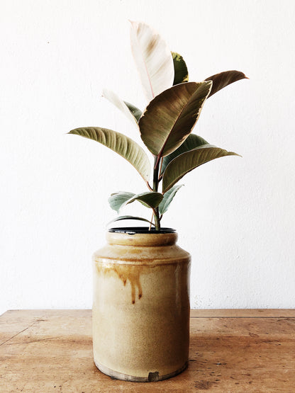 Ficus Elastica in Old Pottery Crock