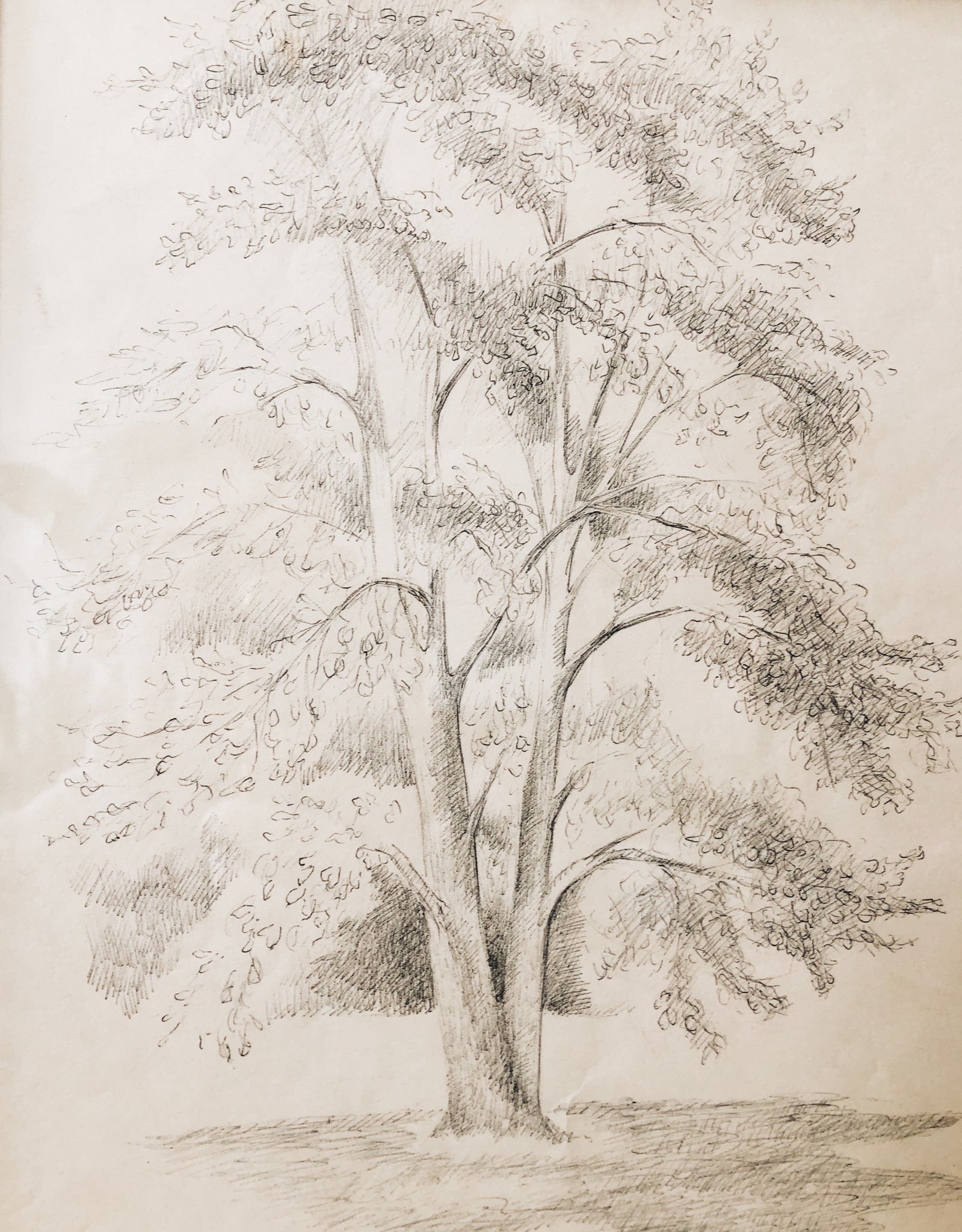 Vintage Original Drawing - Tree Series