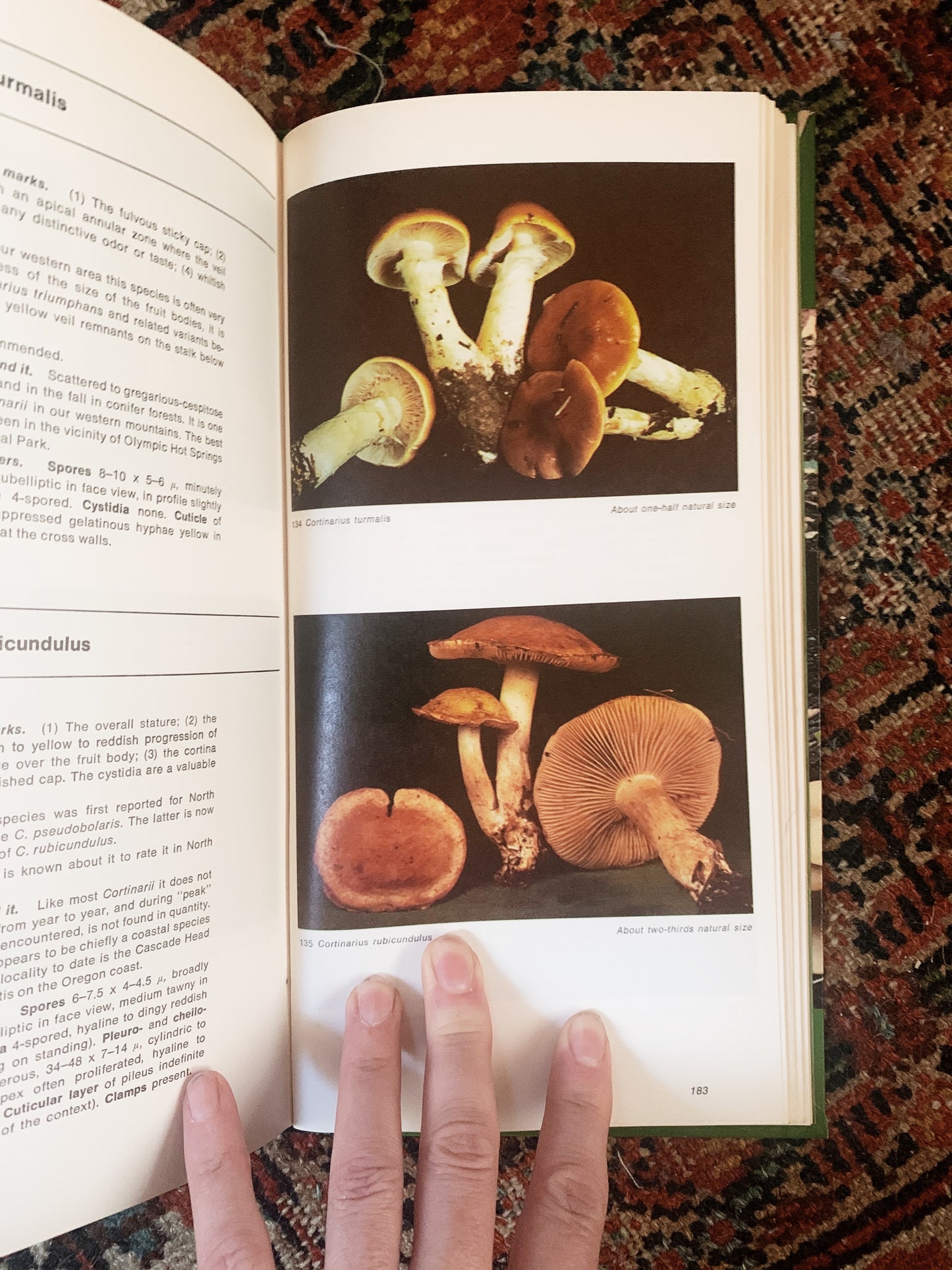 Vintage Mushroom Hard Cover Field Guide