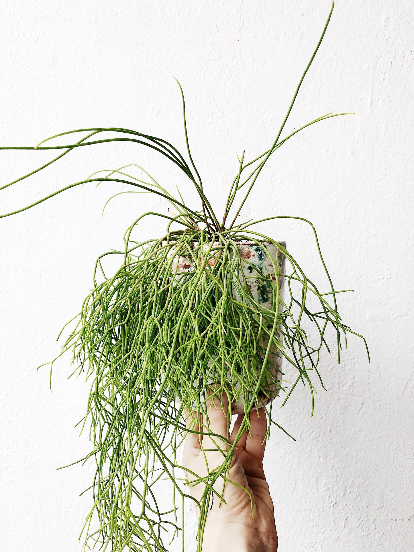 Rhipsalis Potted in Splatter Ceramic