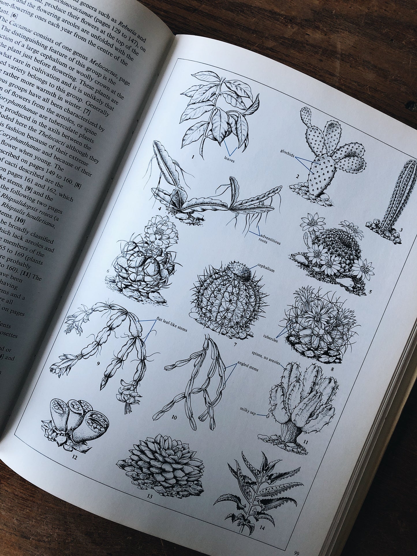 Vintage Houseplant and Cacti Book