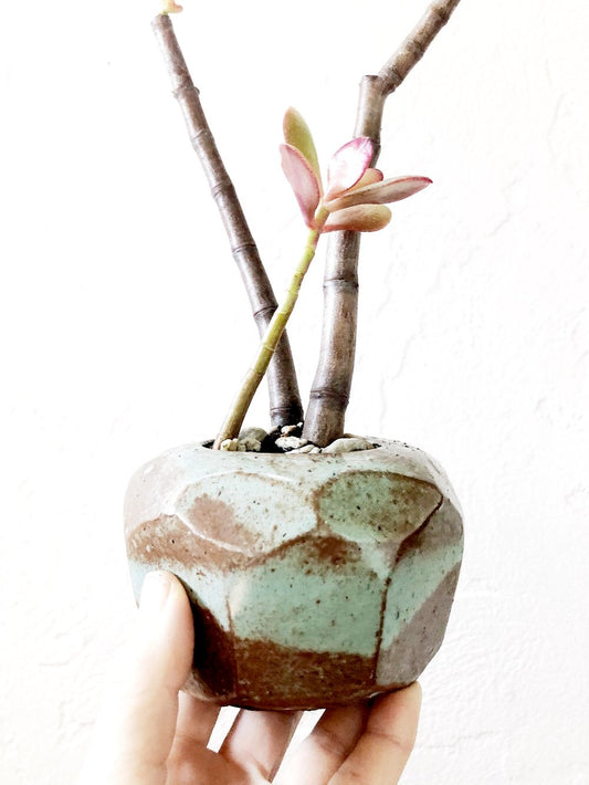 Succulent in Vintage Pottery