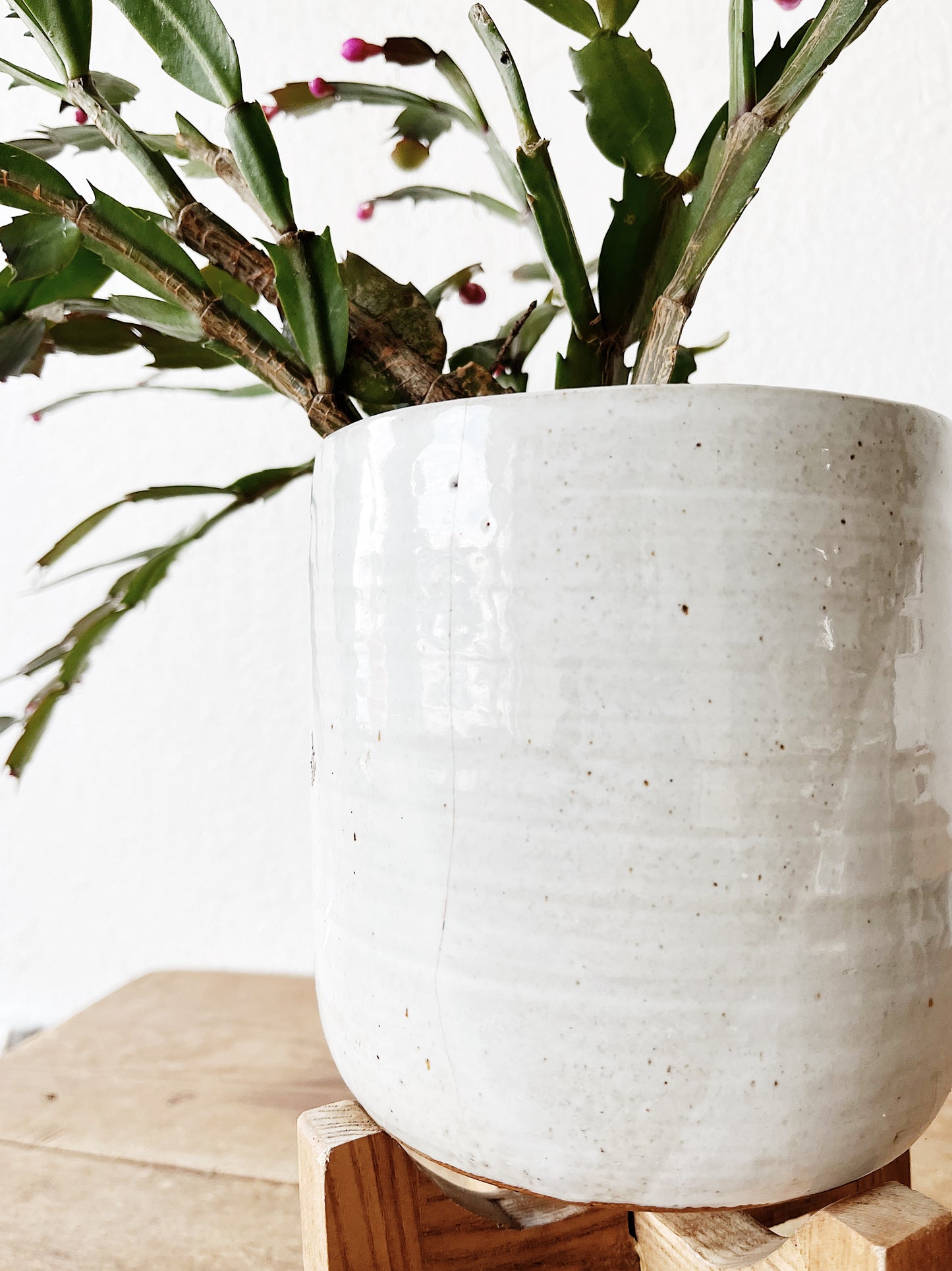 Christmas Cactus in Vintage Pottery