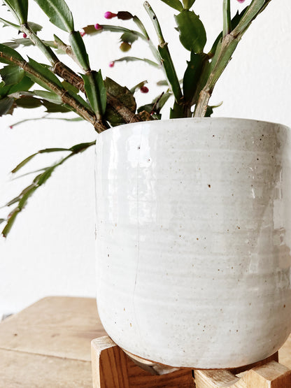 Christmas Cactus in Vintage Pottery