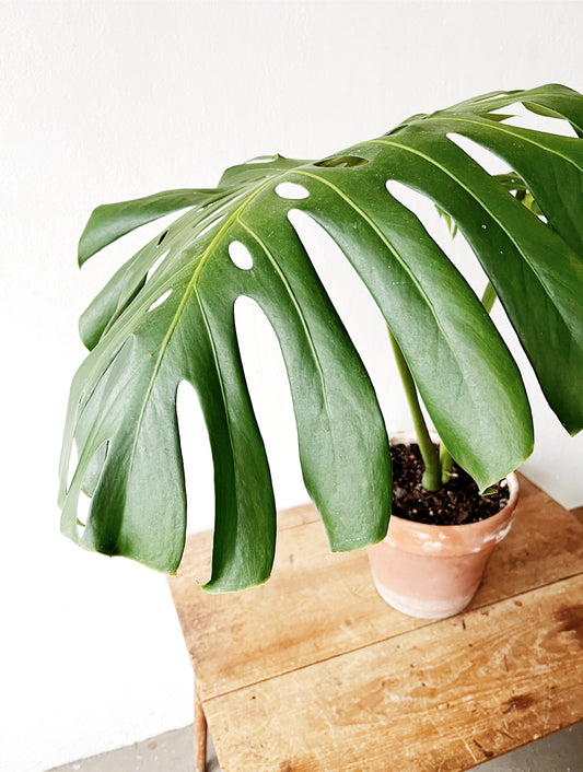 Potted Monstera in Terra