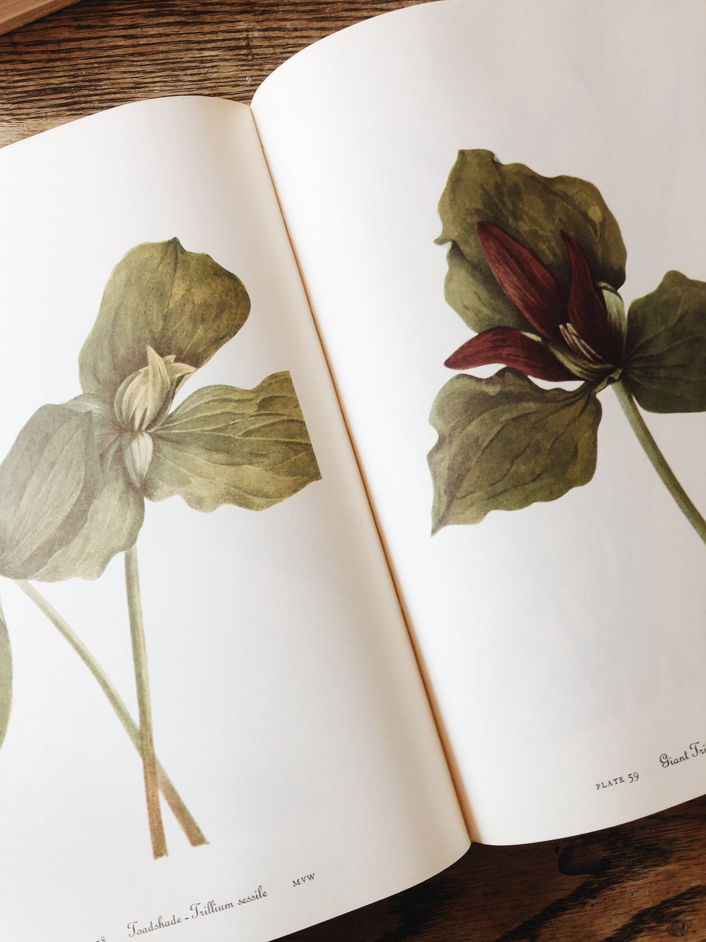 Vintage Wildflowers of America Book