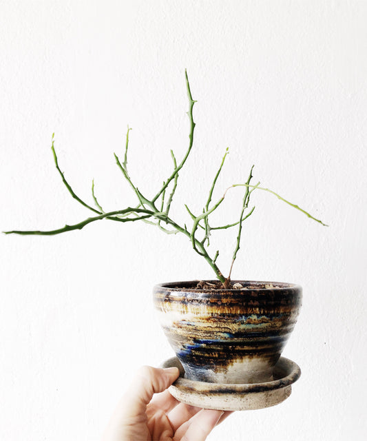 Euphorbia Potted in Vintage Ceramic
