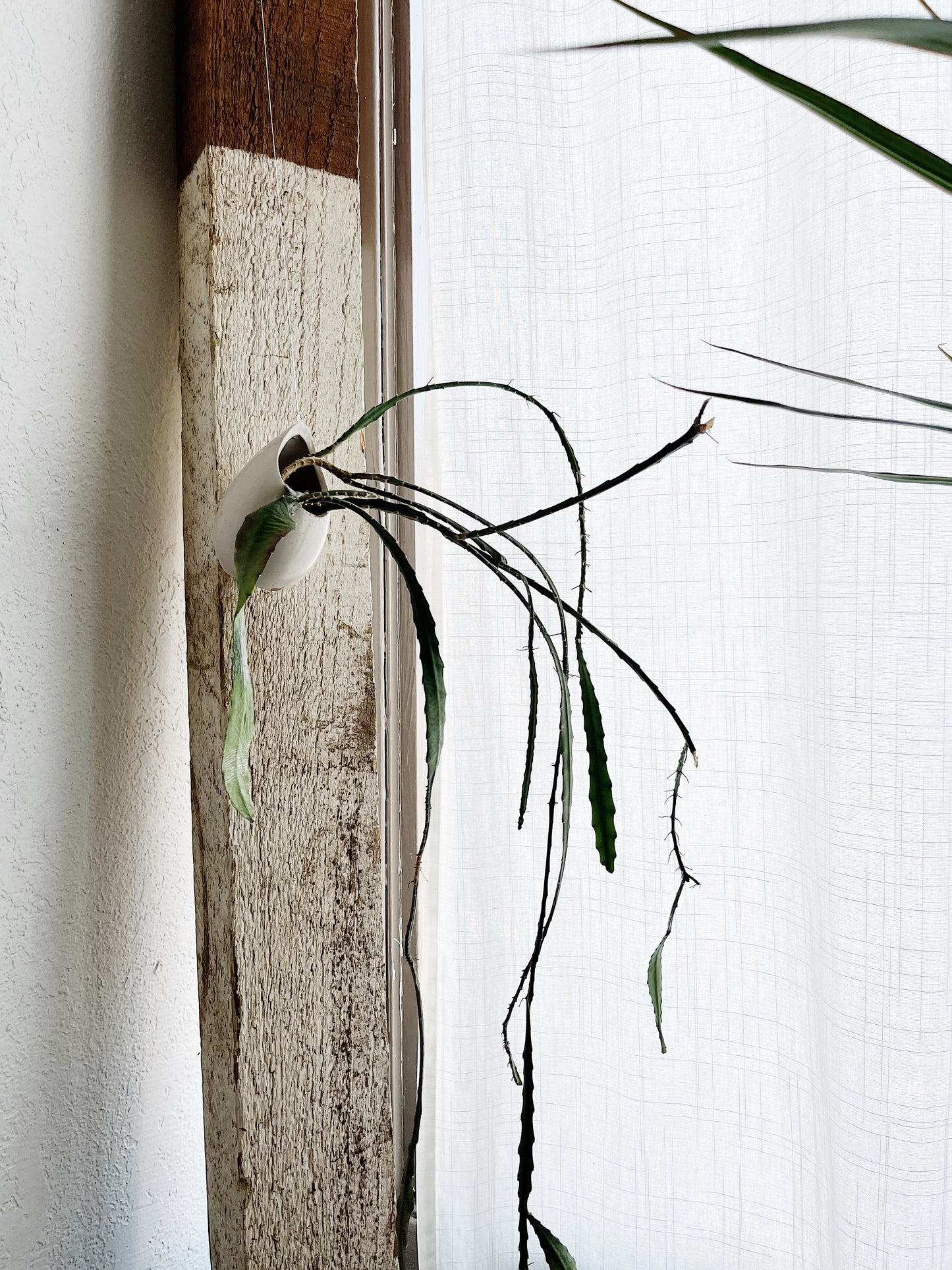 Epiphyllum in Hanging Ceramic