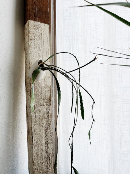 Epiphyllum in Hanging Ceramic