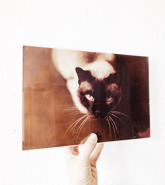 Vintage Siamese Film Photograph