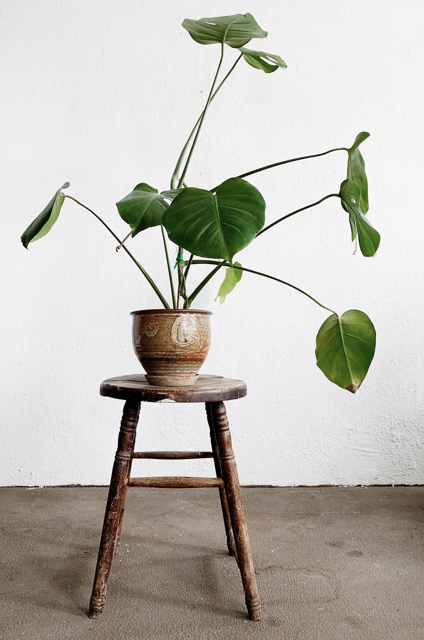 Large Potted Split Leaf Philodendron