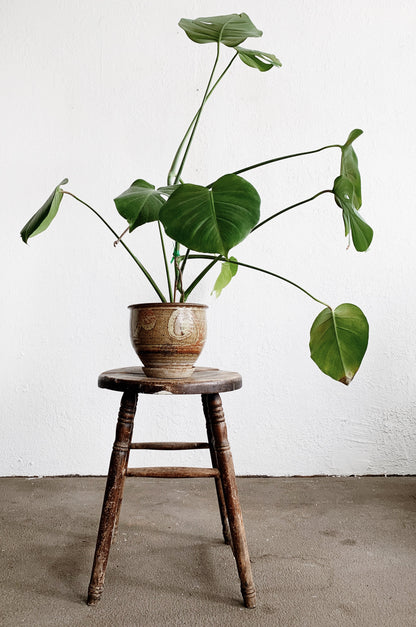 Large Potted Split Leaf Philodendron