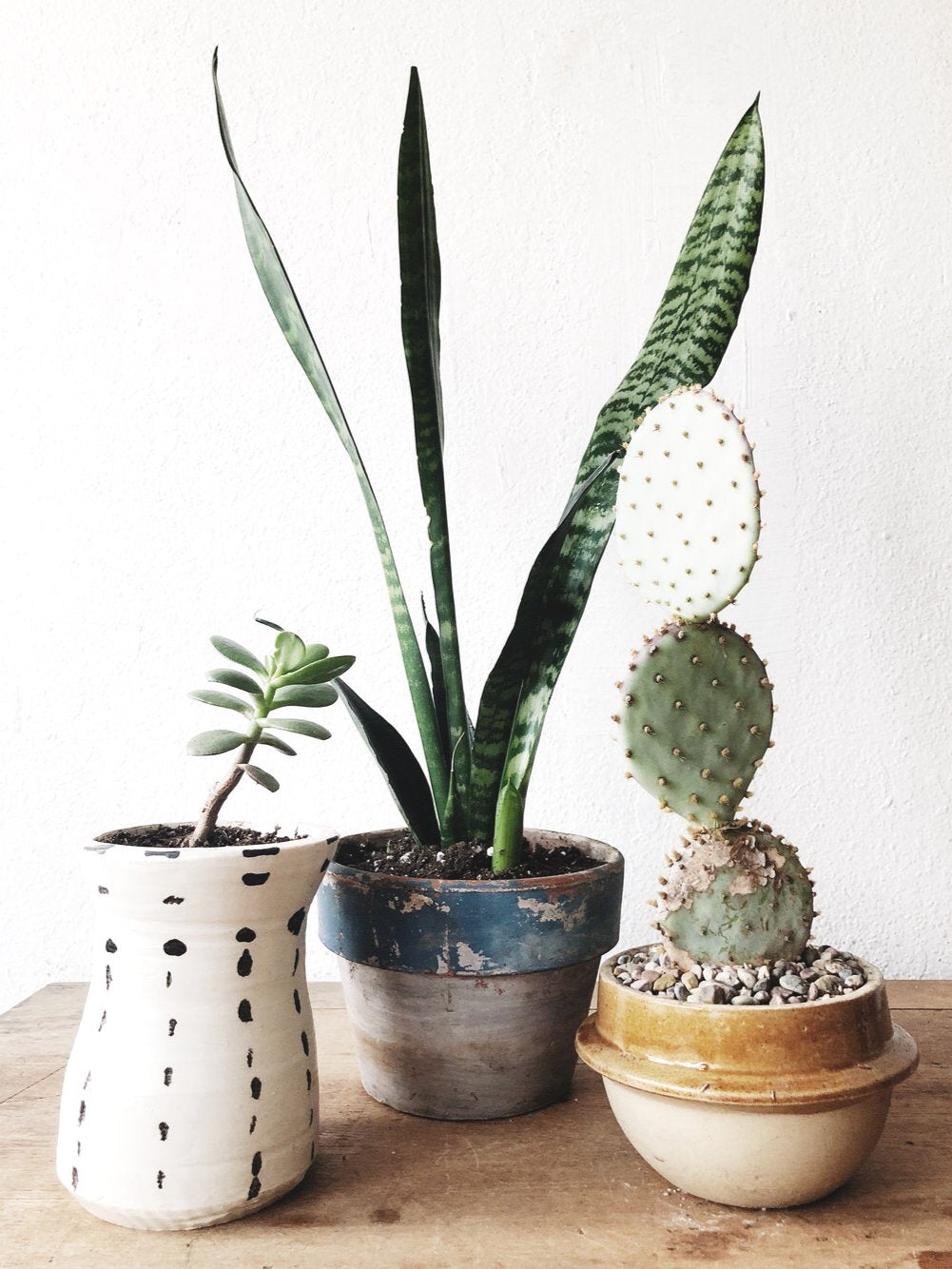 Potted Sanseveria in Vintage Clay